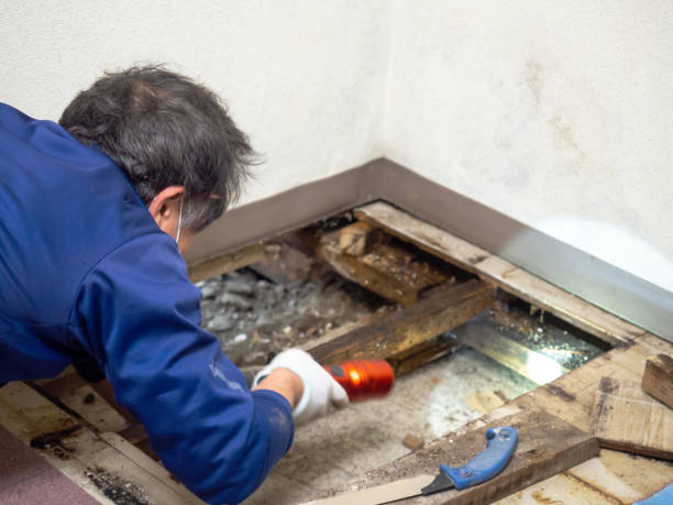 Best Commercial Mold Removal  in Weiser, ID