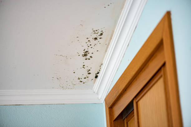 Best Black Mold Removal  in Weiser, ID