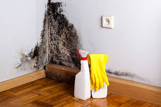 Best Mold Damage Repair  in Weiser, ID