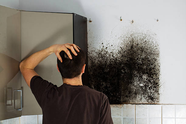 Best Attic Mold Removal  in Weiser, ID